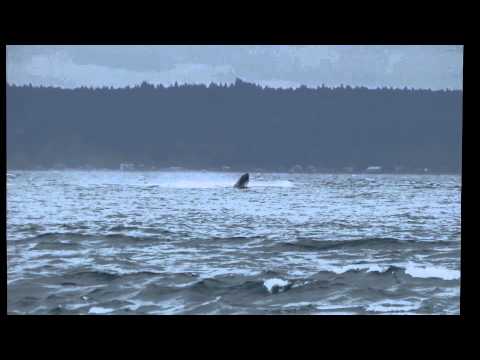 Humpbacks off Point No Point