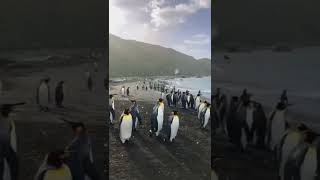 Penguenler