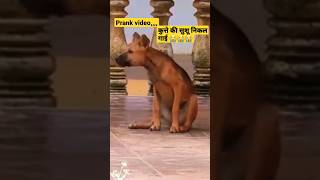 कतत क सश नकल गईPrank Video Dog Funny Moment