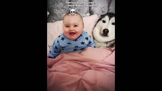 Nervous Dog Gives New Baby A Kiss Thepetslifelovers