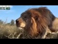 Zaid Hamid Takmeel e Pakistan: Heart of a Lion