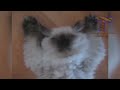 You will LAUGH SO HARD that YOU WILL FAINT - FUNNY CAT compilation