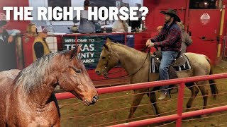 Horse Auction Bait & Switch - Don’t Be Fooled!!!