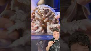 The Giant Isopod Is Terrifying