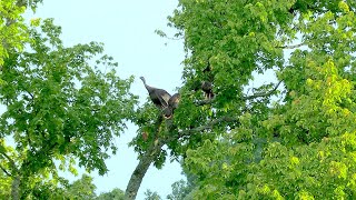 Turkey Poults Roost by the Highway