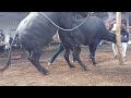 amazing buffalo meeting and cow meeting Haryanvi murra Pada new latest video