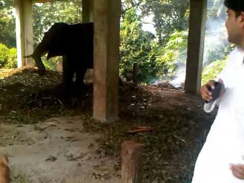 hathi mera sathi
