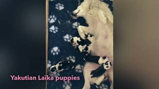 Yakutian Laïka Puppies