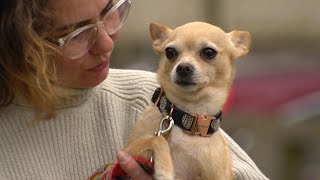 Owners describes how social media helped find dog stolen from her lap as slept on TTC