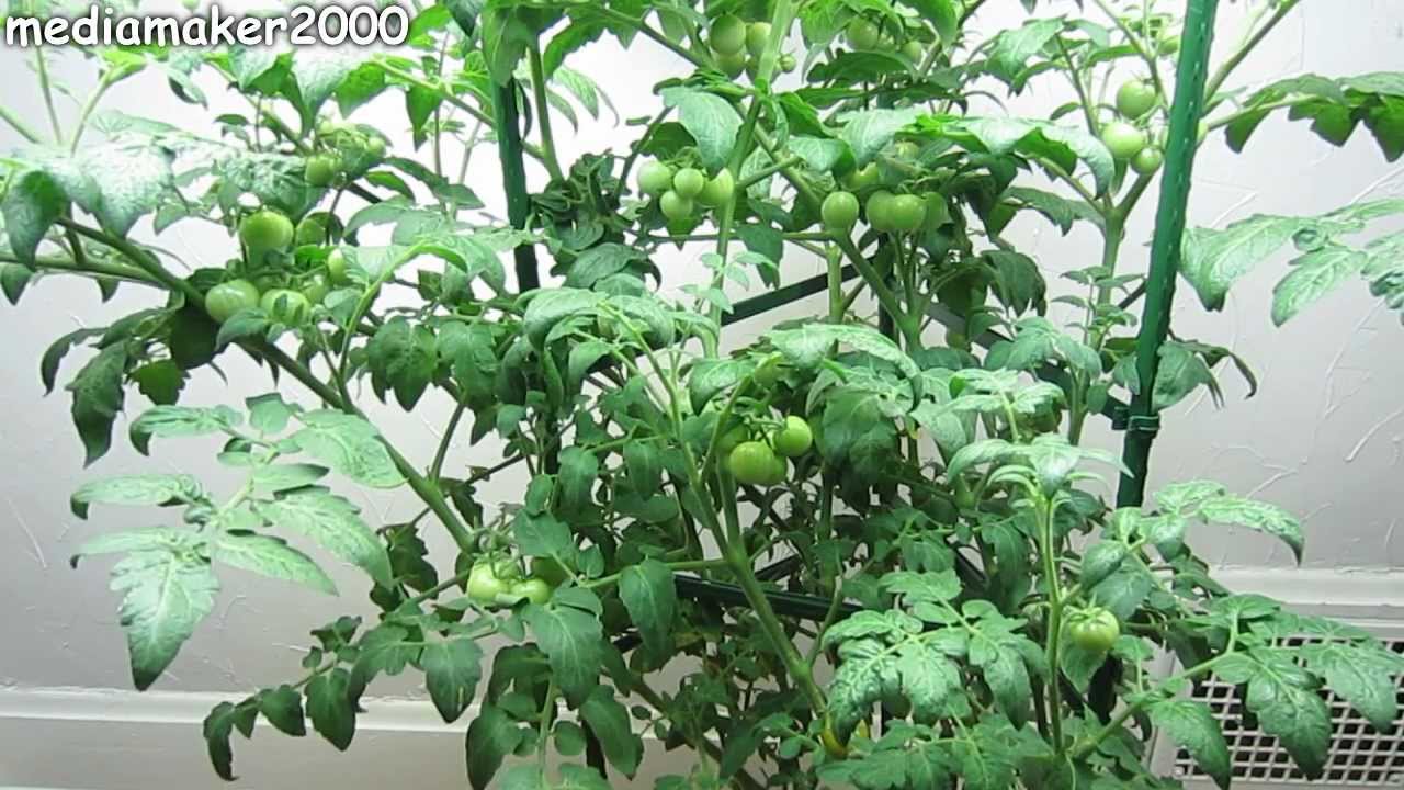 Easy Hydroponic Tomato - No Pumps! Final Report - Experiment DIY ...