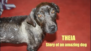 Story Of An Amazing Dog Theia - Rescued By Howl Of A Dog