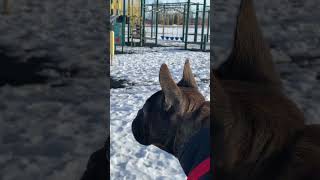 French Bulldog Winter Outing In The Snow