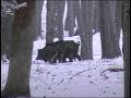 Černá a jeleni