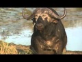 Mating buffalo not doing it right