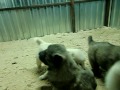 Заря Масандры 1 месяц. 