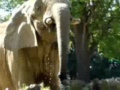 shara cannings knight. Elephant Drinking Water