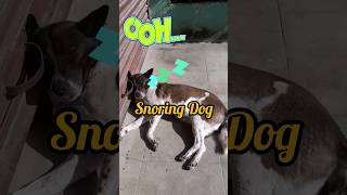 Dog Snoring