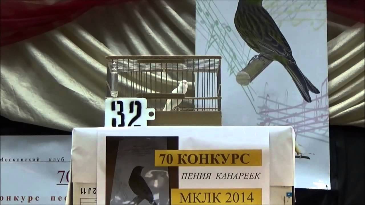 Победитель московского конкурса канареек Победитель московского конкурса канареек