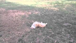 Slfb Having A Roll