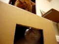 ストーカー猫、タマの熱い視線（たまの玉手箱）