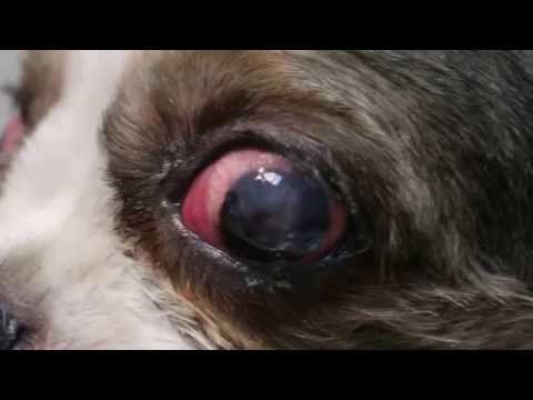 shih tzu eye ulcer bloody diarrhoea videa vyhledavani beatzone cz shih tzu eye ulcer bloody diarrhoea videa vyhledavani beatzone cz