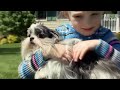 Dogs 101 - Mi-Ki