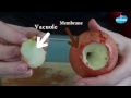 cuisiner pommes acides