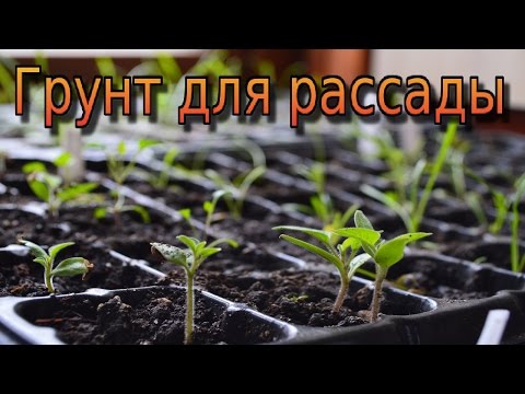 Как испечь вкусный торт в домашних условиях с фото Как испечь вкусный торт в домашних условиях с фото