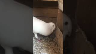 Beyaz Reis Ve Arap Reis Yer Kavgası