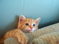 cute kitten behind couch