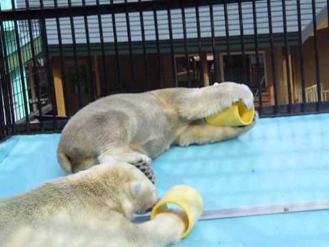 帯広動物園　イコキロの昼寝