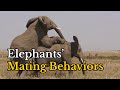 Surprising Facts about Elephants Mating Behaviors | Footages of Elephants Mating