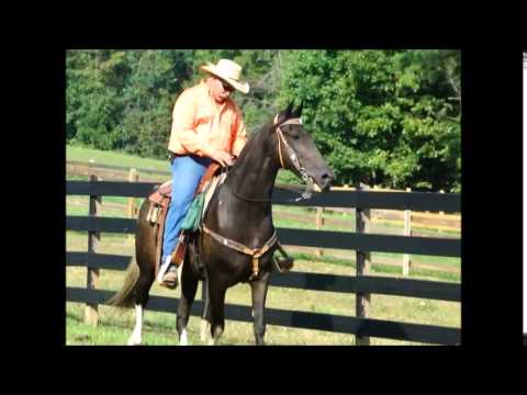Black jack fletcher