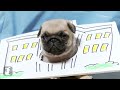 INDEPENDENCE DAY by PUG PUPPIES in UNDER 2 MINUTES