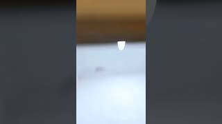 Ku Sebut Ini Tarian Keseimbangan