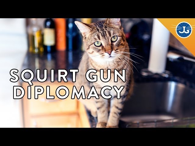 The Best and Worst Ways to Train Your Cat