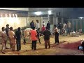 Its A Very Dangerous Cow Qurbani Of Year I One images Its A Very Dangerous Cow Qurbani Of Year I One