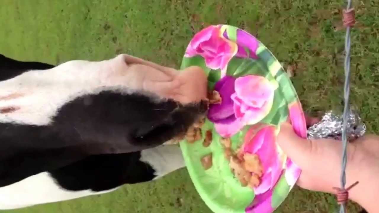 Horse eating apple pie. Turn up the sound. YouTube