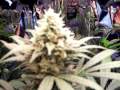 Budding In Horticulture | RM. Budding In Horticulture | RM.