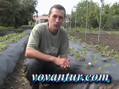Чем подкормить огурцы в теплице для урожая Чем подкормить огурцы в теплице для урожая