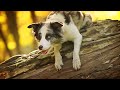 collie
