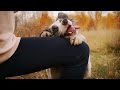 collie
