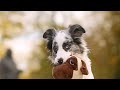 collie