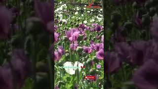 Paj Yeeb Ntsha Zoo Nkauj Heev Tiam Tag Dhau Los Lub Neej Toj Siab