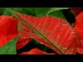 Download Mahima Mahima...| Hindi Christian Song MP3 song and Music Video