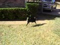 Buddy in Texas 3 Buddy in Texas 3