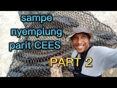 LANJUT PART 2 KESTING di sarang ikan gabus strek ta henti hentinya 👌🏻