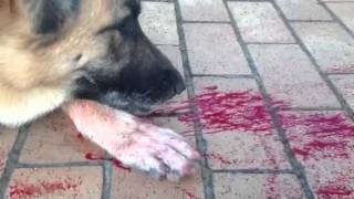 GERMAN SHEPHERD WITH A NOSE BLEED