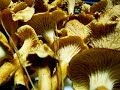 Cantharellus cibarius 2013 zizahoriak 27-09 ( cantharelle)