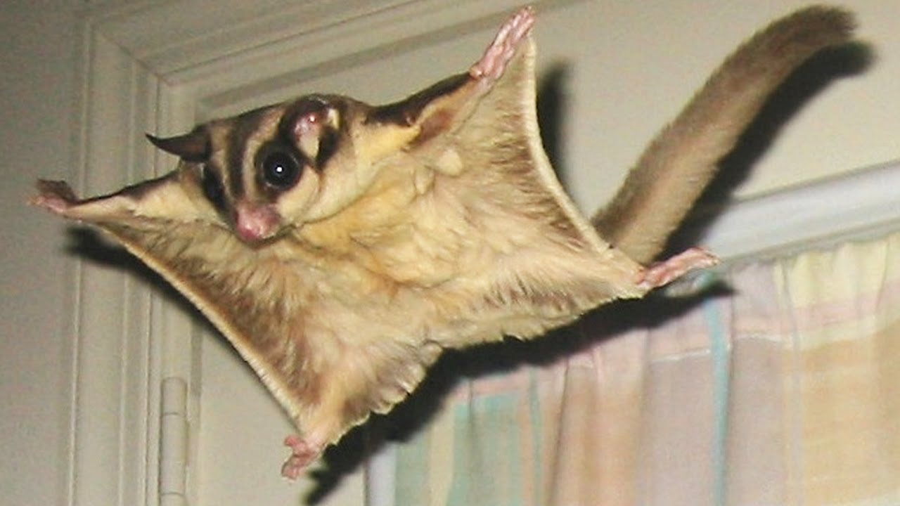 Can You Have Sugar Gliders As Pets